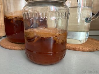 Kombucha - 2