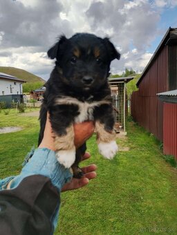 🎁 DARUJEME 4 MALÉ ŠTENIATKA – VŠETKO PSÍKOVIA 🐶🐶🐶🐶 - 2