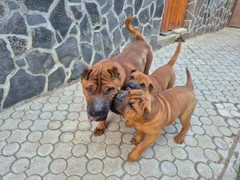 ▶️ SHAR-PEI - 2