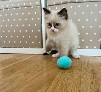 Mačiatko ragdoll - 2
