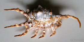 Lambis scorpius - 2