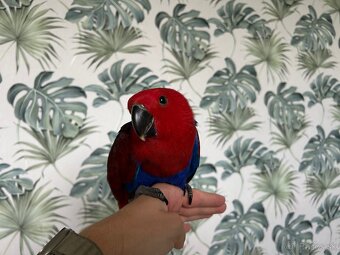 Eclectus - eklektus - 2