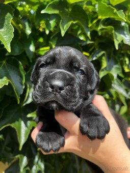 Cane Corso s rodokmeňom FCI - 2