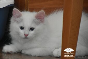 Ragdoll s PP - 2