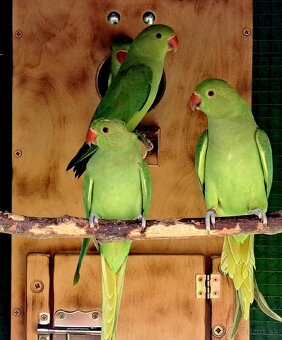 Alexander malý zelený PREDÁM/VYMENÍM - 2