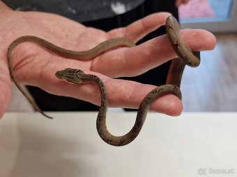 Corallus Hortulanus - 2