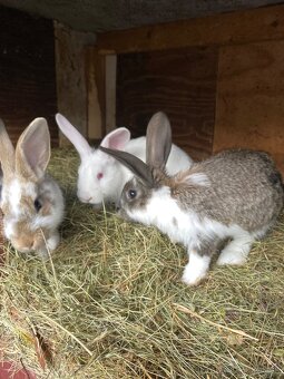 Predám zajace - 2