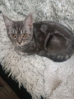 Britske maciatka - 2