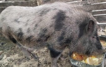 Predám prasiatko - 2