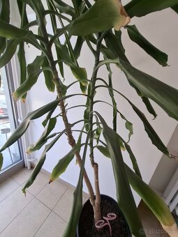 Dracaena fragrans ( dracaena kukuričná ) - 2