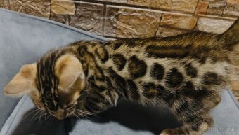 Bengalska mačka s PP - 2