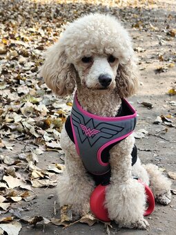 Pudel trpasličí - 2