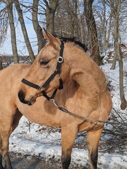 Žrebná kobyla AQH - 2