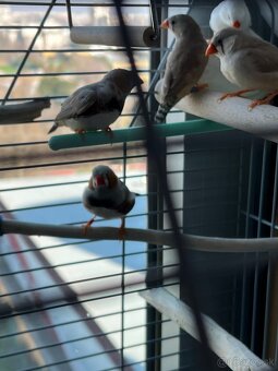 Súrne predám zebricky - 2