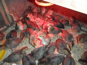 Kuriatka- Vlaška jarabičia - 2