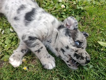 Leopardí pes mix - 2