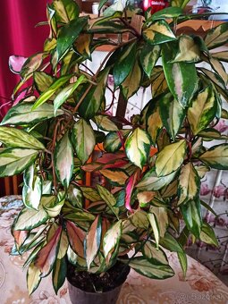 Voskovka - hoya carnosa tricolor - 2