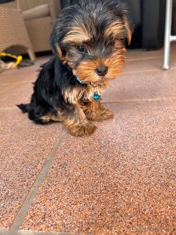 Yorkshire terrier - 2