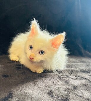 Mainska Mývalia, Maine Coon - 2