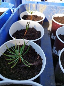 Céder sibírsky - 2