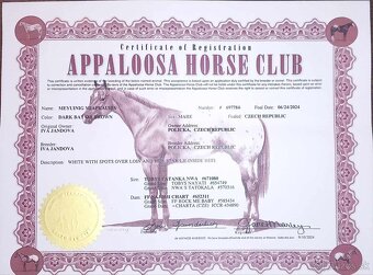 Klisna Appaloosa Horse - 2