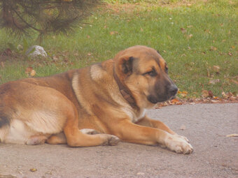 Stredoázijský ovčiak- krytie - 2