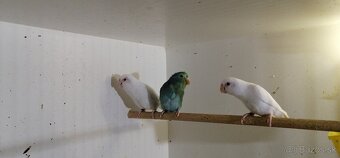 FORPUS - Papagaj sedokridly - 2