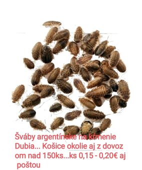Akvatera, rastliny, krevetky , šváby a iné - 2