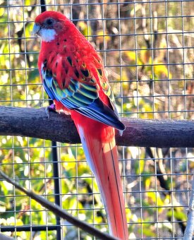 Kúpim rozeli pestré - 2