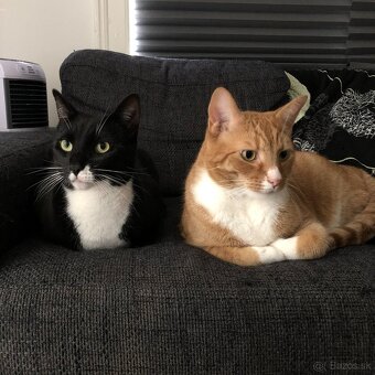 Hľadáme nový domov - 2