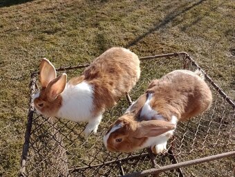 Predám králiky Šarišský obrovity - 2