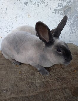 Králiky Rexi - 2