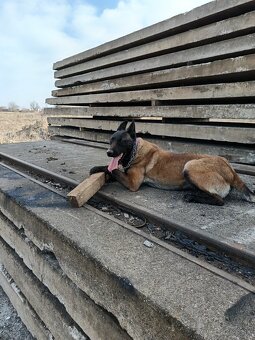 Belgický ovčiak - 2