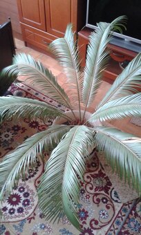 Palma v kvetináči - 2