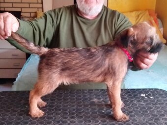 Border teriér štěňata s PP , fenky - 2