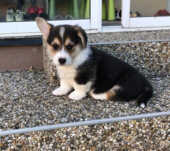 Welsh corgi pembroke s PP - 2