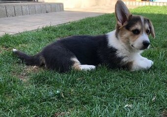 Welsh corgi pembroke s PP - 2