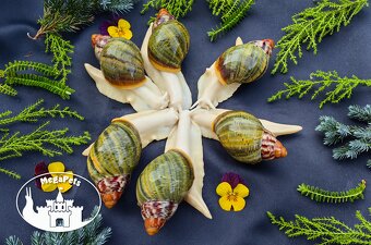 Africké slimáky Archachatina rhodostome / Achatina Snails - 2