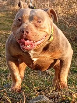 American bully micro exotic s PP. - 2