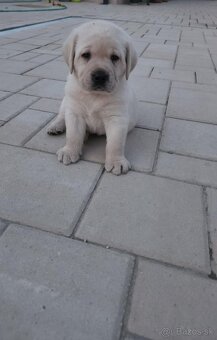 Labrador retriever - šteniatka s PP - 2