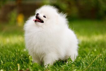 Pomeranian - 2