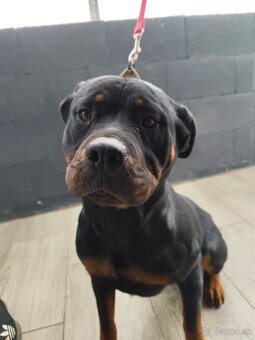 Rotvajler predám Rezervovane - 2