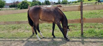 SLEVA, All around klisna APH (VS CodeRed) - 2