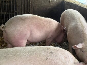 Predám kŕmniky v bio kvalite - 2