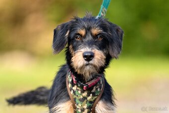 Darujem malú strapatú sučku Ariel - mix jazvečík, bradáč - 2