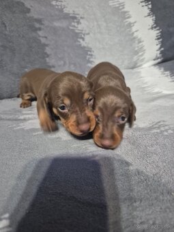 Jazvečik trpasliči - 2