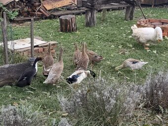 Indicke bezce na predaj - 2