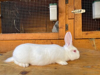 Predám králiky Hyla - 2