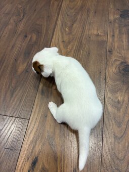 Jack Russel Terrier - JRT - 2