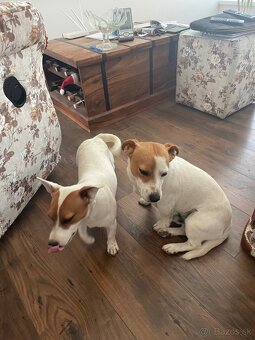 Jack Russel Terrier - JRT - 2